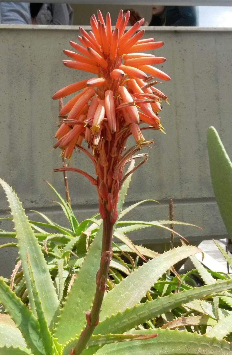 Aloe vera o aloe pubescens?